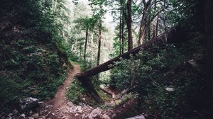 foresta, sentiero, alberi