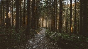 forest, path, trees, sunlight