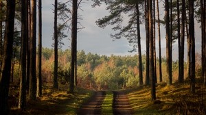 forest, path, summer, trees, denmark