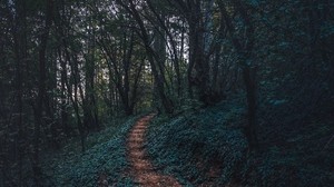forest, path, autumn, trees, steps - wallpapers, picture