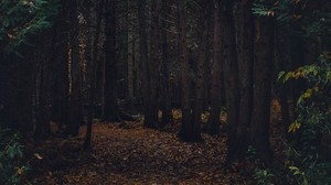 foresta, sentiero, autunno, alberi, camminare