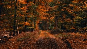 森林，路径，秋季，树叶，下落，树木，秋天的风景