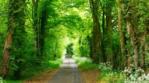 bosque, camino, parque, verano, verde