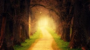 forest, path, sunlight - wallpapers, picture