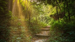 forest, path, stairs, sunlight, trees