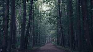 forest, path, fog, trees