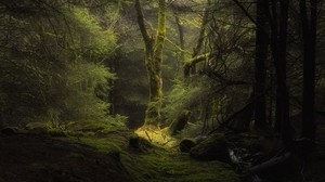 forest, fog, trees, branches, moss