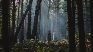 forest, fog, trees, sunlight, dawn - wallpapers, picture