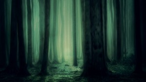skog, dimma, träd, mörk, dyster