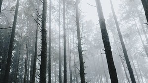 forest, fog, trees, grass, vegetation