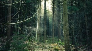 forest, fog, trees, trunks, branches - wallpapers, picture