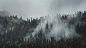 skog, dimma, träd, berg, kronor, toppar - wallpapers, picture