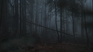 foresta, nebbia, alberi, cupo, buio