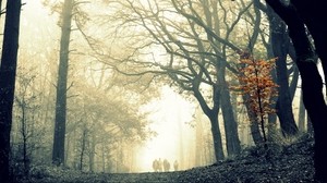 forest, fog, tree, leaves, yellow, autumn, creepy, gloomy, contrast