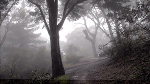 forest, fog, trees, descent, slope, mysterious, gloomy - wallpapers, picture