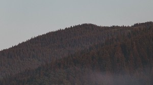 forest, fog, mountains, slope, trees