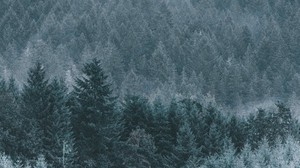 forest, fog, haze, trees, conifer - wallpapers, picture