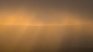 forest, fog, gloom, sunlight, dark