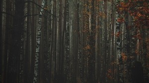 foresta, nebbia, autunno, alberi, tronchi, corteccia