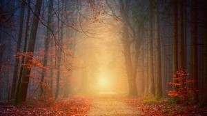 森林，雾，秋天，树木，树叶