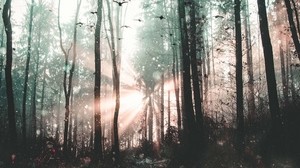 forest, fog, birds, trees, mystical