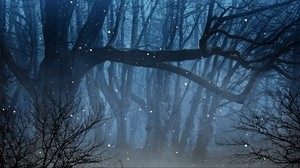 forest, fog, fireflies, branches - wallpapers, picture