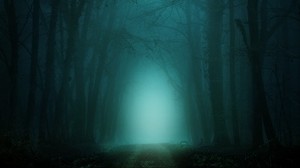 forest, fog, trail, trees, dusk