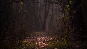 forest, fog, path, autumn, branches, foliage