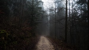 forest, fog, path, trees, walk, autumn