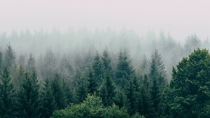 森林，雾，顶视图，树木，天空