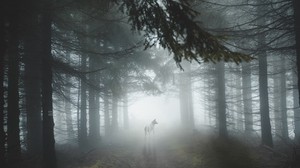 forest, fog, wolf, dog, trees, light - wallpapers, picture
