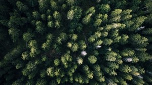 forest, top view, trees, green, overview - wallpapers, picture