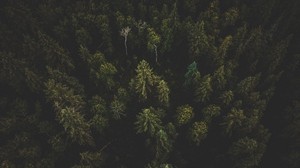 foresta, vista dall’alto, alberi, cime degli alberi, buio