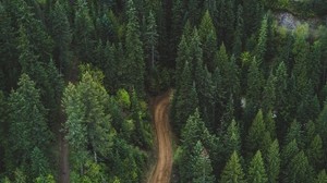 forest, top view, road, green, vegetation