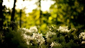 forest, greens, flowers, white