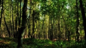 forest, greens, branches, trunks, trees - wallpapers, picture