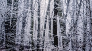 skog, vinter, svartvitt (träd), träd, rimfrost