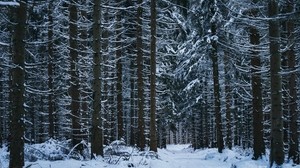 foresta, inverno, alberi, neve