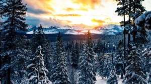 skog, vinter, berg, snö