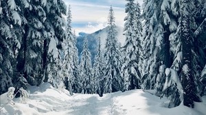 forest, winter, snow, trees, trees, path, footprints