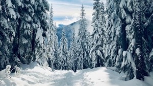 foresta, inverno, neve, alberi, alberi, sentiero, impronte