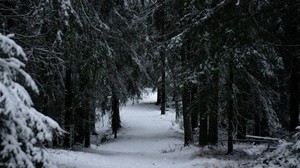 forest, winter, snow, trees, branches