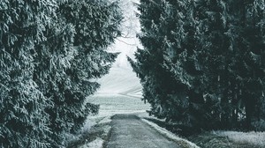 森林，冬天，雪，树木，道路，下雪