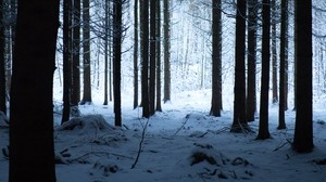 metsä, talvi, lumi, puut, luminen, vaellus