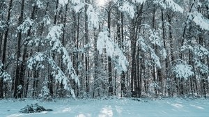 森林，冬天，雪，树木，光