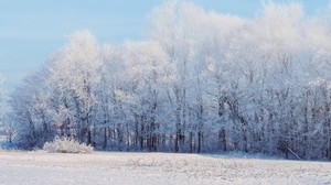 foresta, inverno, neve, paesaggio, alberi