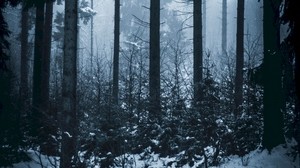 forest, winter, fog, trees