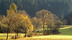 forest, golden, autumn, trees, field, conifers