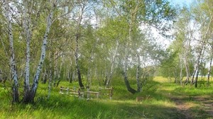 skogsbruk, lag, skog, sommar, björk, vila, grönt, gröna, träd, Kazakstan