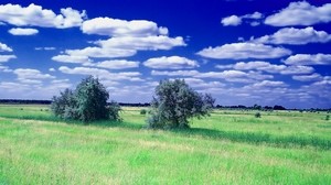 verano, campo, hierba, árboles, nubes, cielo